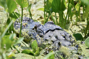 Alligator, captured by me. 
