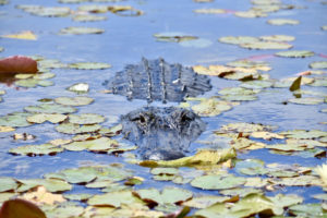 Face to face with a gator in the swamps of central Florida. 
