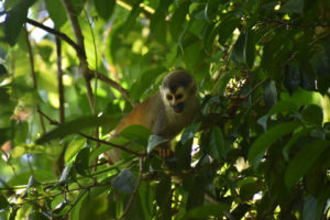 A wild squirrel monkey I saw in the Costa Rican rainforest. 